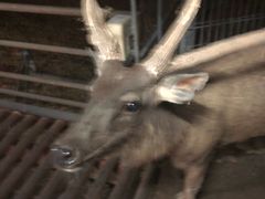 -清迈夜间动物园