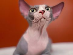 -喵五郎の猫咪酒店·专业洗护·寄养