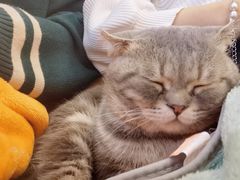 -猫咪派对(江南西店)