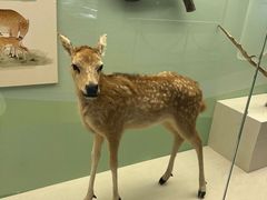 -北京麋鹿生态实验中心