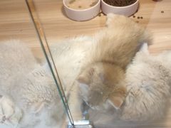 -猫十亿·布偶金渐层·曼基康矮脚猫舍(青年路店)