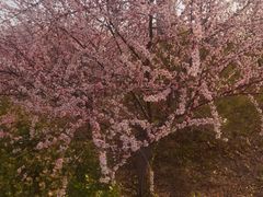 -枫千叶精致料理