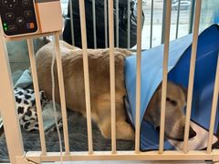 -谐和贝康宠物医院24小时·宠保定点(急重症转诊中心)