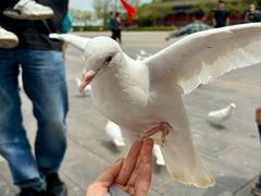 -天津妈祖文化园