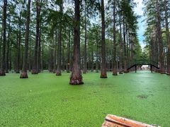 -渌洋湖湿地公园