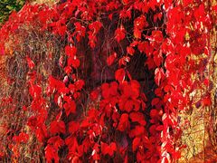 -五营红松林海景区