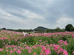 -径山花海