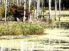 -东郊湿地公园