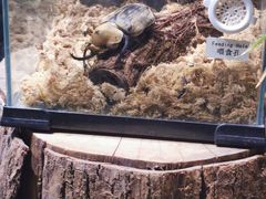 -正佳雨林生态植物园