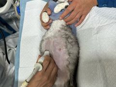 -康爱犬猫诊所·牙专科·骨外科·影像内科(丰宁店)