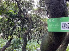 -黄埔荔枝公园
