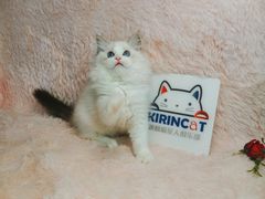 -十年猫舍·猫咪专门店(普陀店)