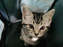 -纳吉亚猫专科动物医院·北北分院