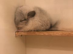 -龙猫仔乐园(惠福东路店)