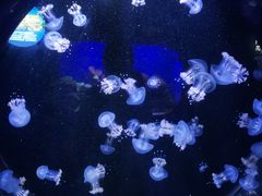 -青岛海底世界-水族馆