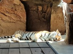 -鄂尔多斯野生动物园