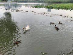 -莲花池公园