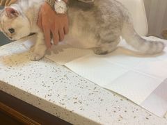 -宠爱国际动物医院·消化内科·心肾内科·ISFM猫友好(望京店)