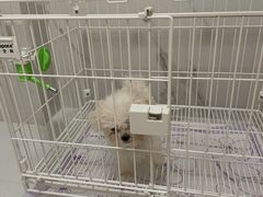 -翊宠yipet猫狗购宠庄园犬舍•猫舍