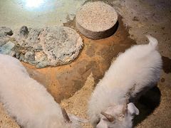 -绿色星球动物主题公园