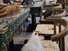 大堂-平行世界·猫咖(首经贸店)