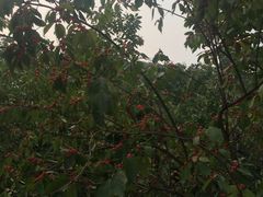 -辛玛王国游乐园