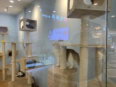 -猫冇咖·家门口的撸猫馆(大融城店)