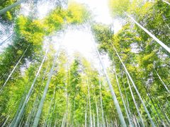 -上海佘山国家森林公园天马山园