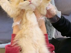 -lincat·猫舍(广州店)
