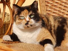 -十八家客栈(凤翔山庄店)