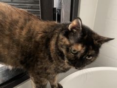 -北京派仕佳德动物医院·超导核磁·CT·神经科·骨科·内外科·急重症管理中心