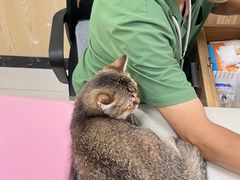 -瑞鹏宠物医院犬猫全科(真大分院)