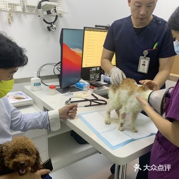 捡到一只流浪猫，它现在已恢复健康