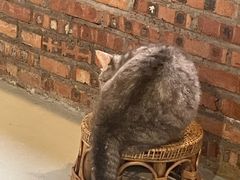 -豆逗聊愈猫阁Easy Life