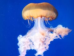 -太平洋海底世界