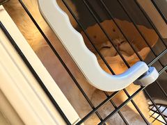 -伟伟宠物医院·CT影像中心·瑞派犬猫综合性门诊(汉口总院)