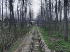 -合肥滨湖国家森林公园