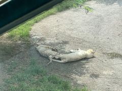 -大连森林动物园