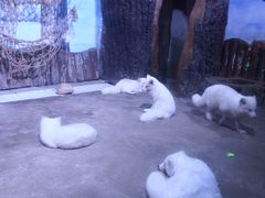 -芜湖新华联大白鲸海洋公园