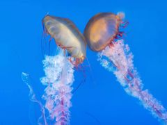 -太平洋海底世界