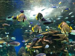 -瑞普利水族馆