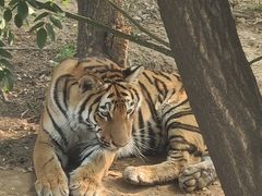 -石家庄市动物园