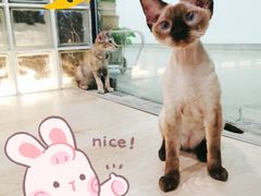 -十年猫舍·猫咪专门店(普陀店)