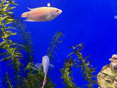 -上海海洋水族馆