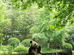 -都江堰中华大熊猫苑
