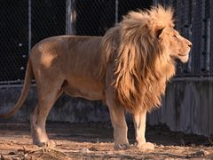 -石家庄市动物园