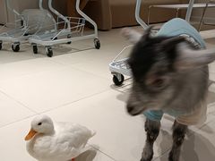 -怪兽屋·羊驼·猫咖·狗咖(俊华广场店)