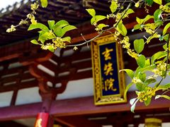 -灵谷景区