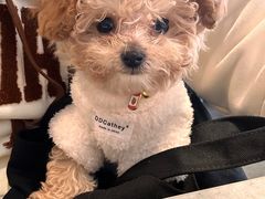-萌宠之家·腊肠犬·马尔泰·小体犬舍