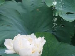-莲花池公园